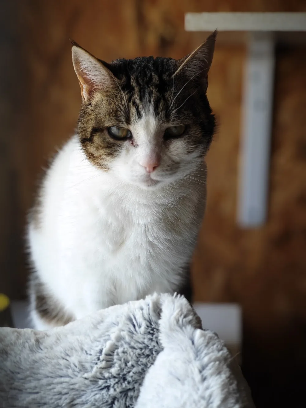 Comme un pacha (pension pour chat) - Dordogne pet otel görseli 7