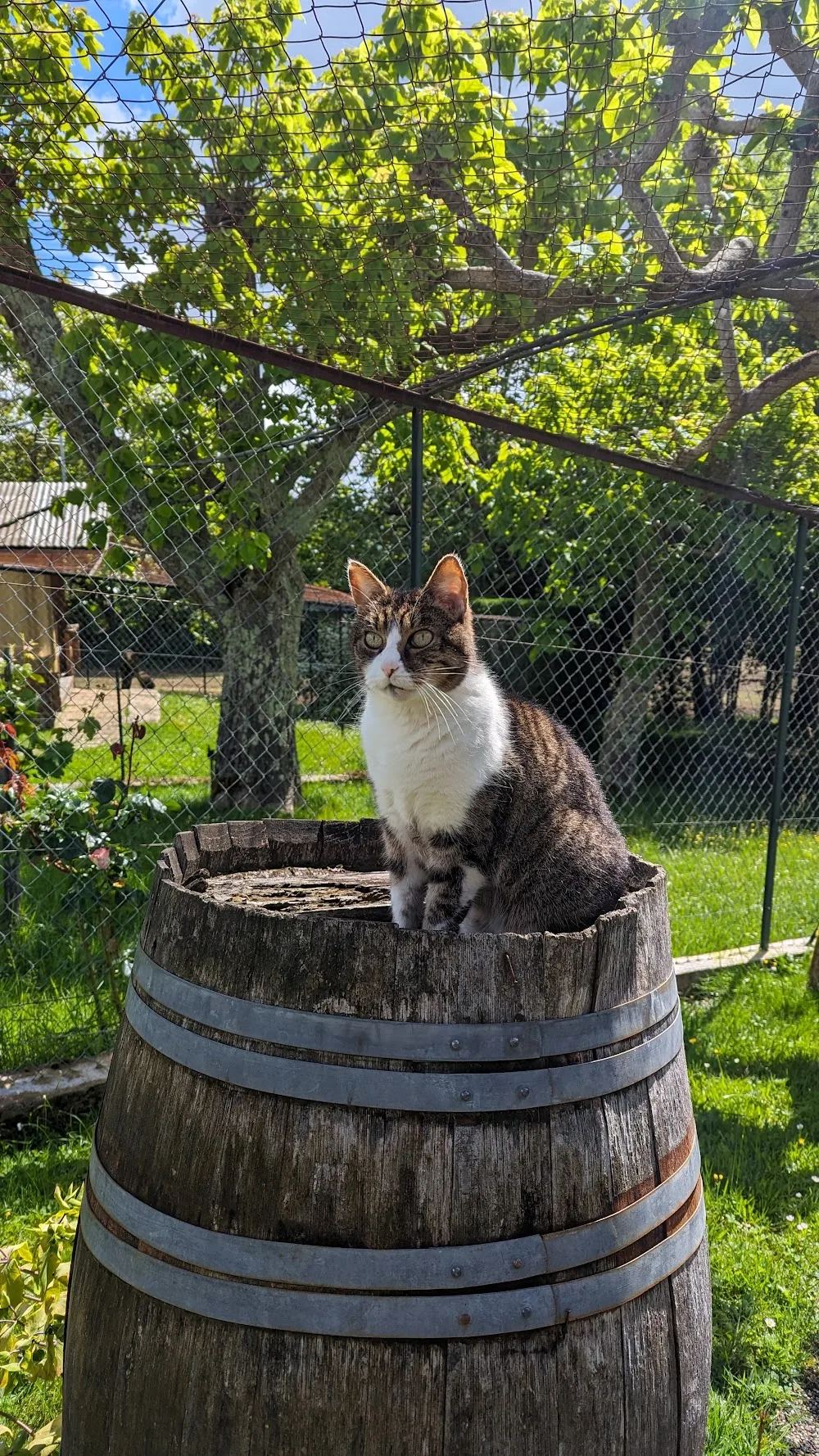 Eden Cats - pension féline du 47 - Dordogne pet otel görseli 3