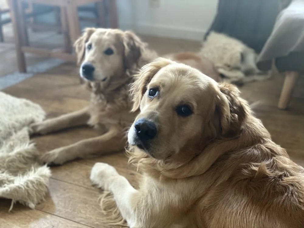 E'pattes et moi - Dordogne pet otel görseli 3