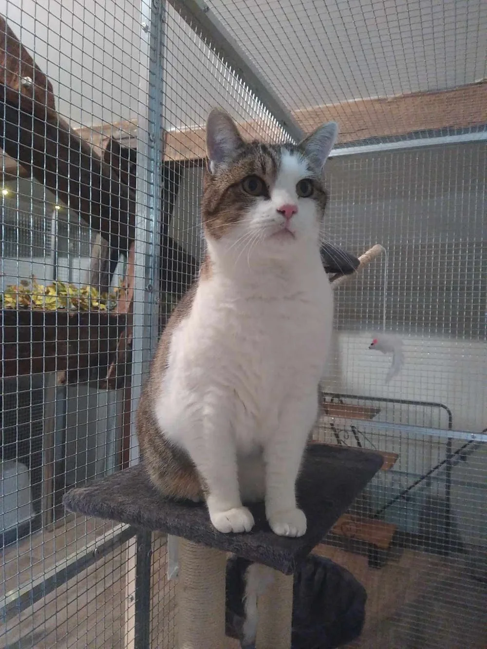 Kay Hina - Pension pour Chats & Pet Sitting - Dordogne pet otel