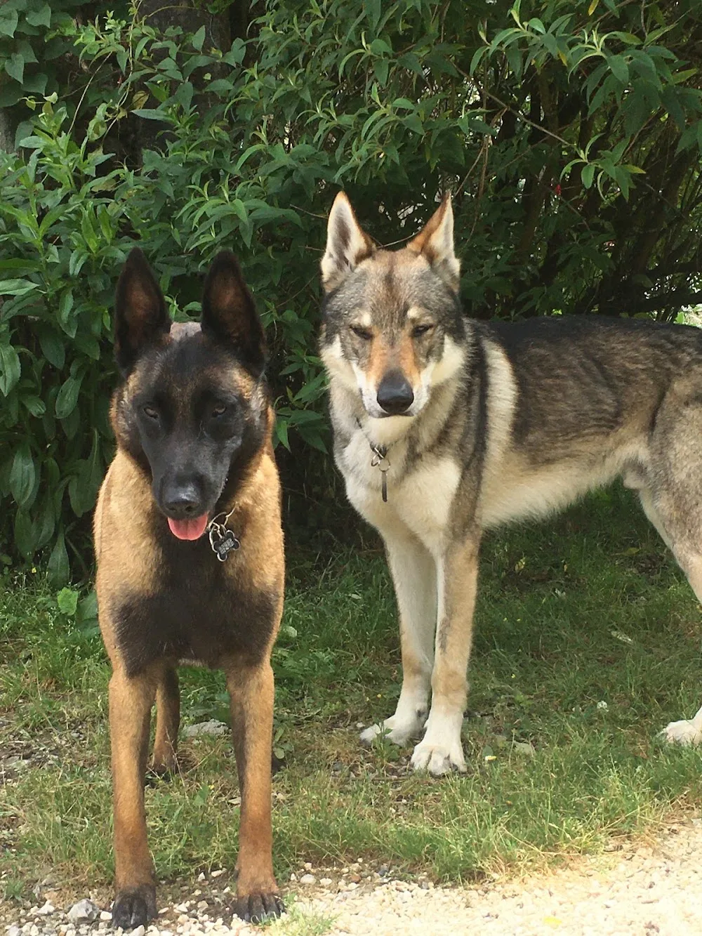La niche et le panier | Pension pour chats et chiens - Dordogne pet otel