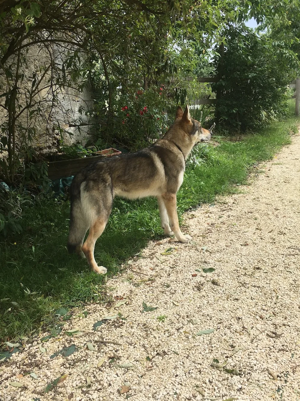 La niche et le panier | Pension pour chats et chiens - Dordogne pet otel görseli 3