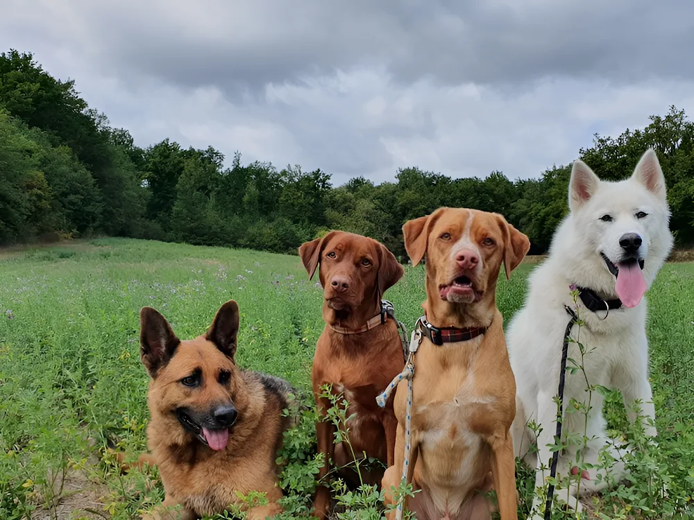 Les Gardiens des Quatre Pattes - Pension Familiale - Dordogne pet otel görseli 2
