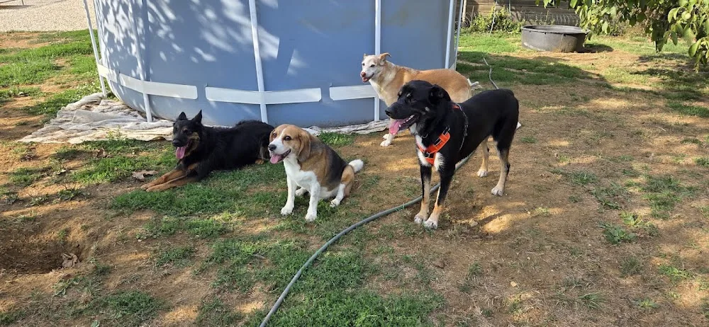 Les Poilus en Bouriane / Pension canine (accueil sur RDV) - Dordogne pet otel görseli 3