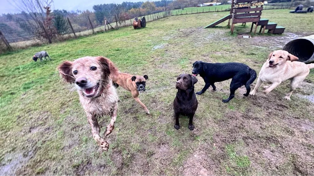 O Ranch Canin - Dordogne pet otel görseli 3