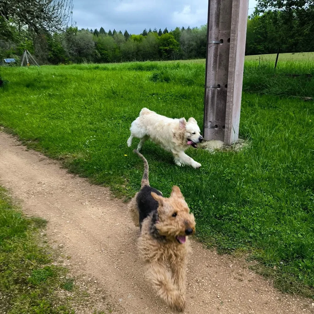 Pension canine du domaine de la Petite Borie - Dordogne pet otel görseli 3