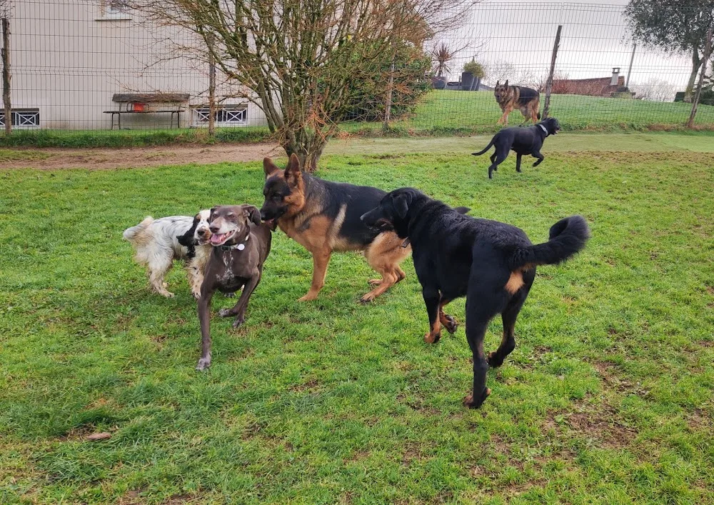 Pension Canine & Féline Crackers - Dordogne pet otel görseli 3