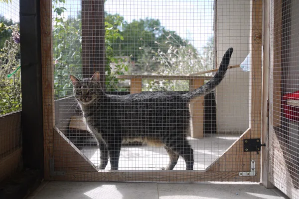 The Cattery at Lagrave - Dordogne pet otel görseli 3