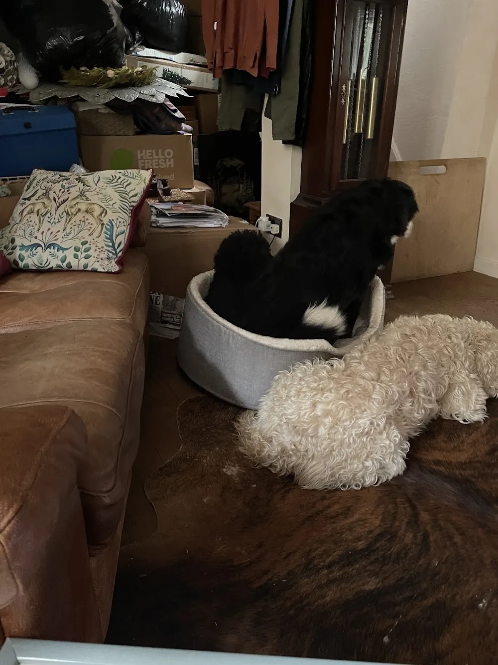 Branscombe Kennels & Cattery - Dorset pet otel