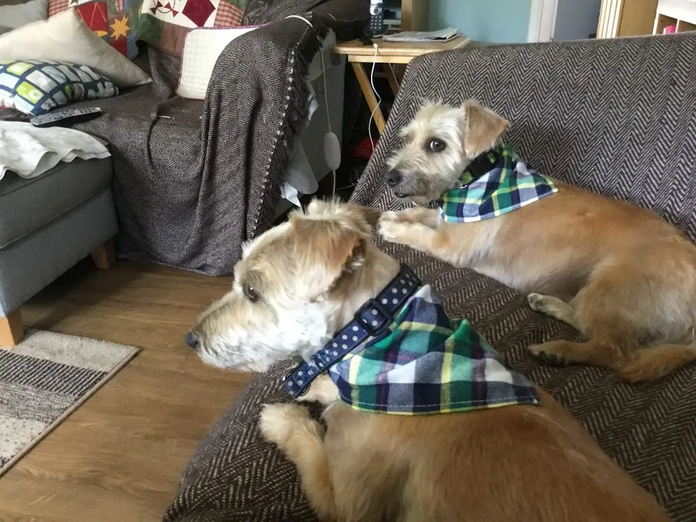 Branscombe Kennels & Cattery - Dorset pet otel görseli 3