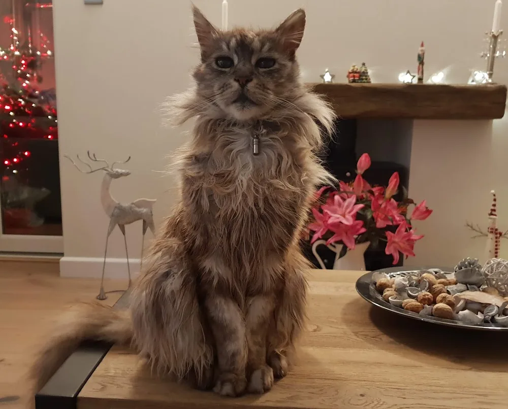Cats Cradle - Dorset pet otel