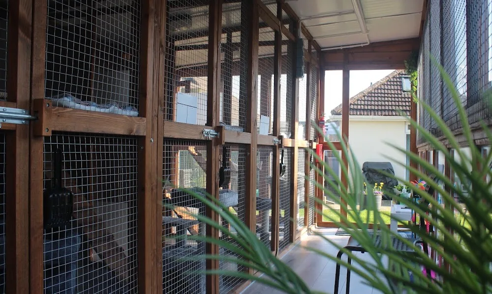 Cosy Towers Cat Hotel - Dorset pet otel