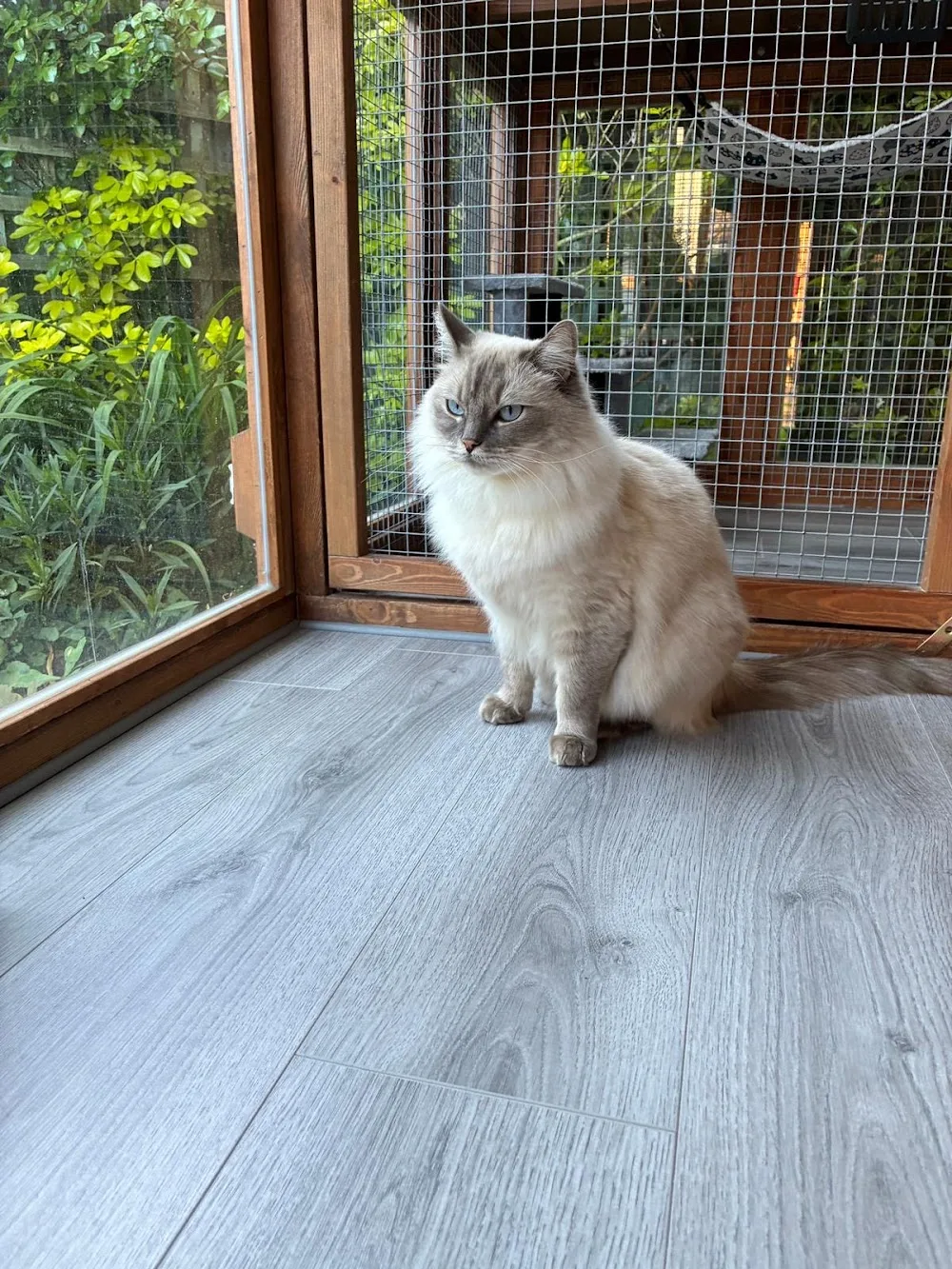 Cosy Towers Cat Hotel - Dorset pet otel görseli 3