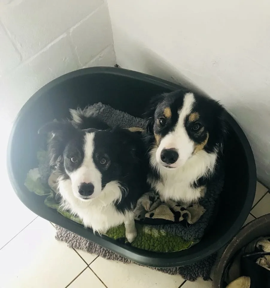Country Kennels - Dorset pet otel görseli 3