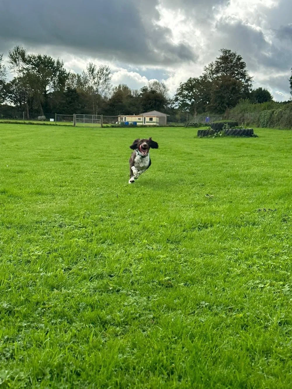Dog Luv Kennels - Dorset pet otel