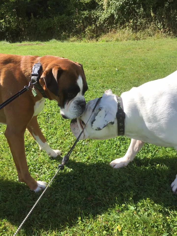 Dog Luv Kennels - Dorset pet otel görseli 3