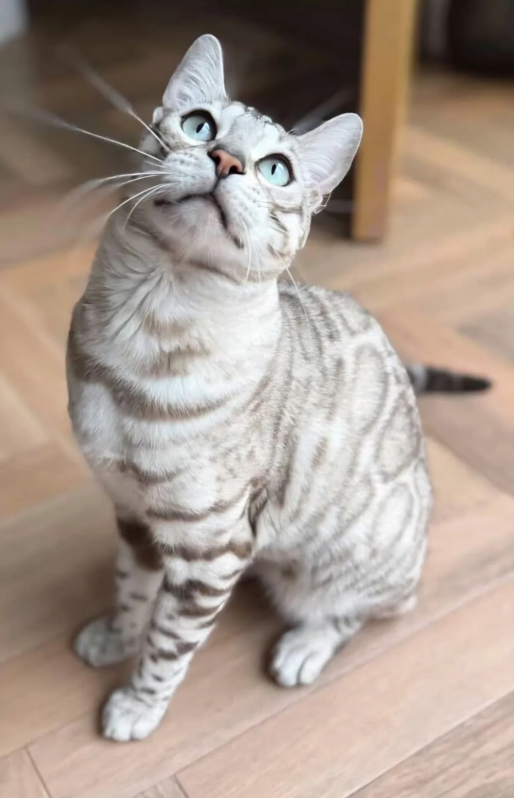 Dorset Cats - Bengal Cattery Ferndown - Dorset pet otel