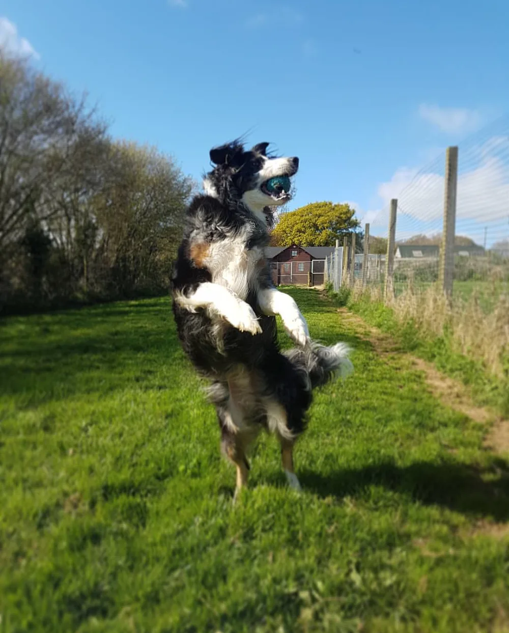 Elwell Boarding Kennels - Dorset pet otel görseli 3