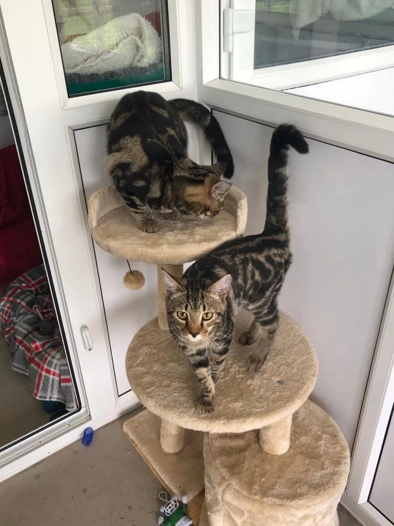 Fouts Cross Farm Cattery - Dorset pet otel görseli 3