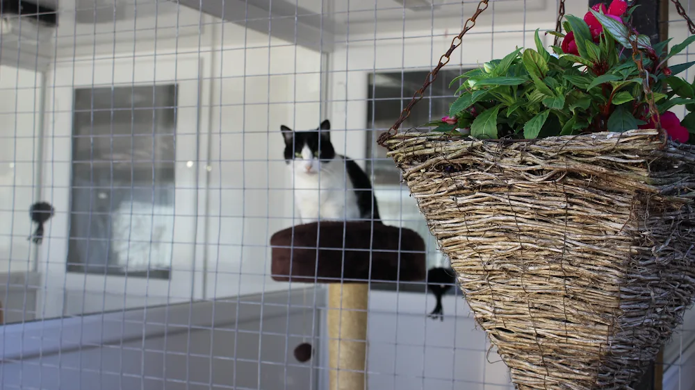 Gatehouse Cattery - Dorset pet otel görseli 2