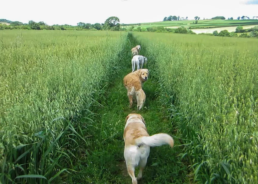 Happy Pets & Paws, Ilminster - Dorset pet otel görseli 2