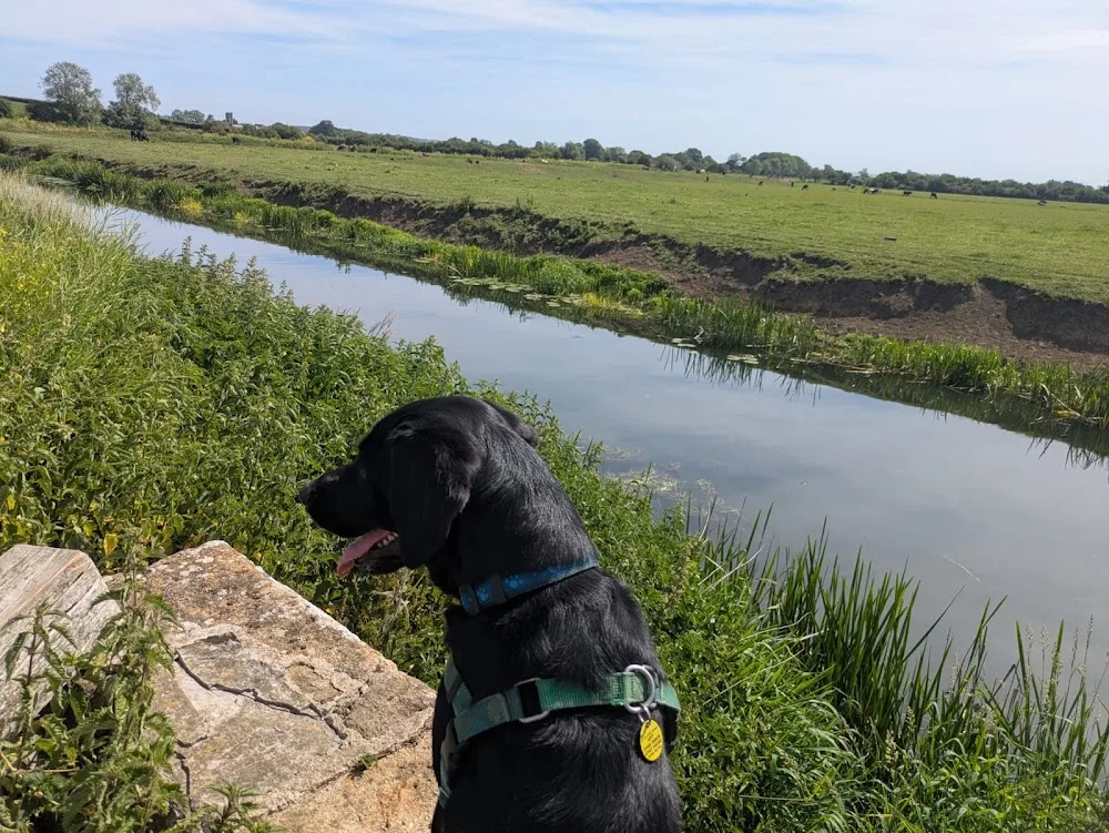 Happy Pets & Paws, Ilminster - Dorset pet otel görseli 3