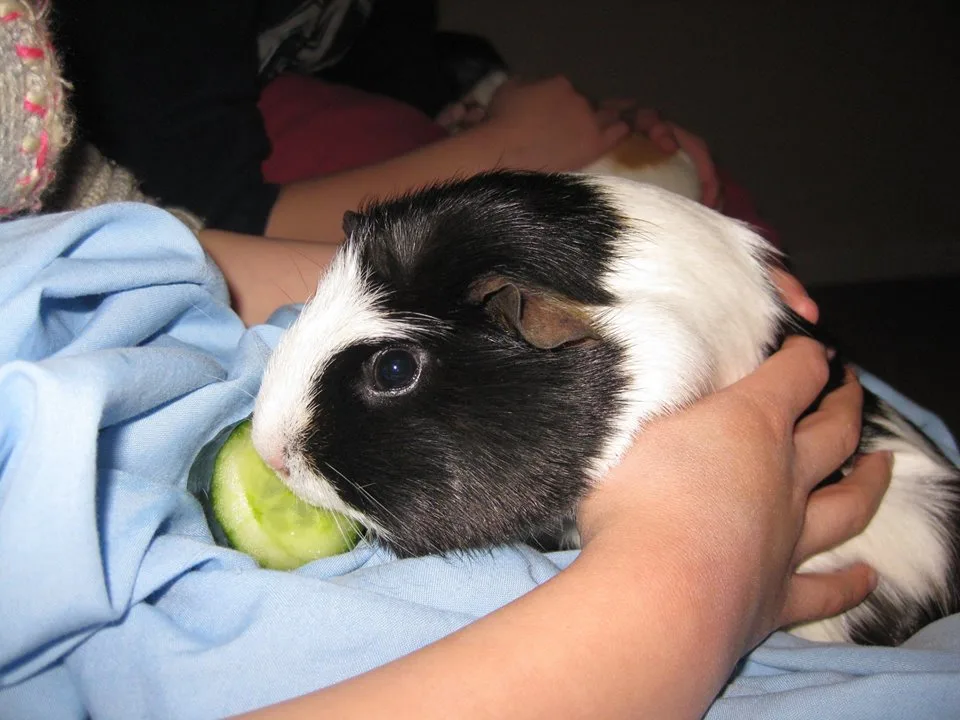 Moonfleet Pet Boarding (rabbits, guinea pigs) - Dorset pet otel görseli 3
