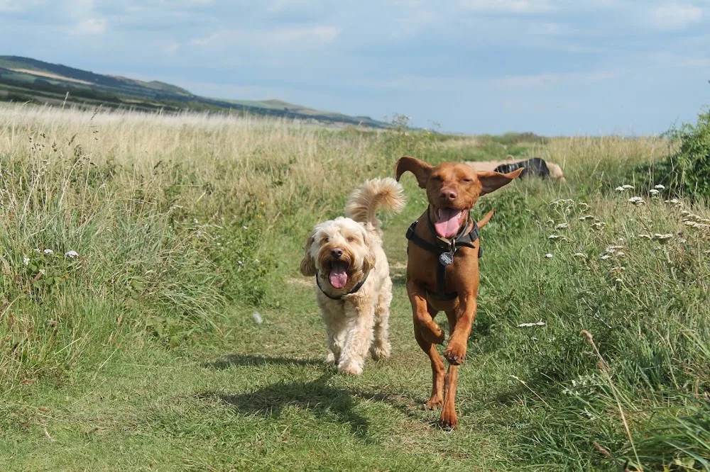 Mucky Boots Dorset - Home Boarding for dogs - Dorset pet otel görseli 2