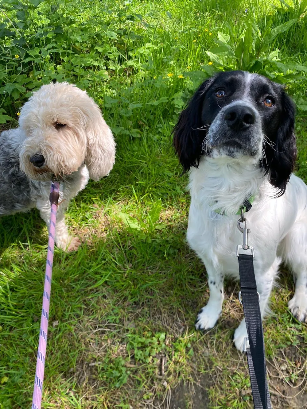 Muddy Paws Dog Sitting and Boarding - Shaftesbury - Dorset pet otel