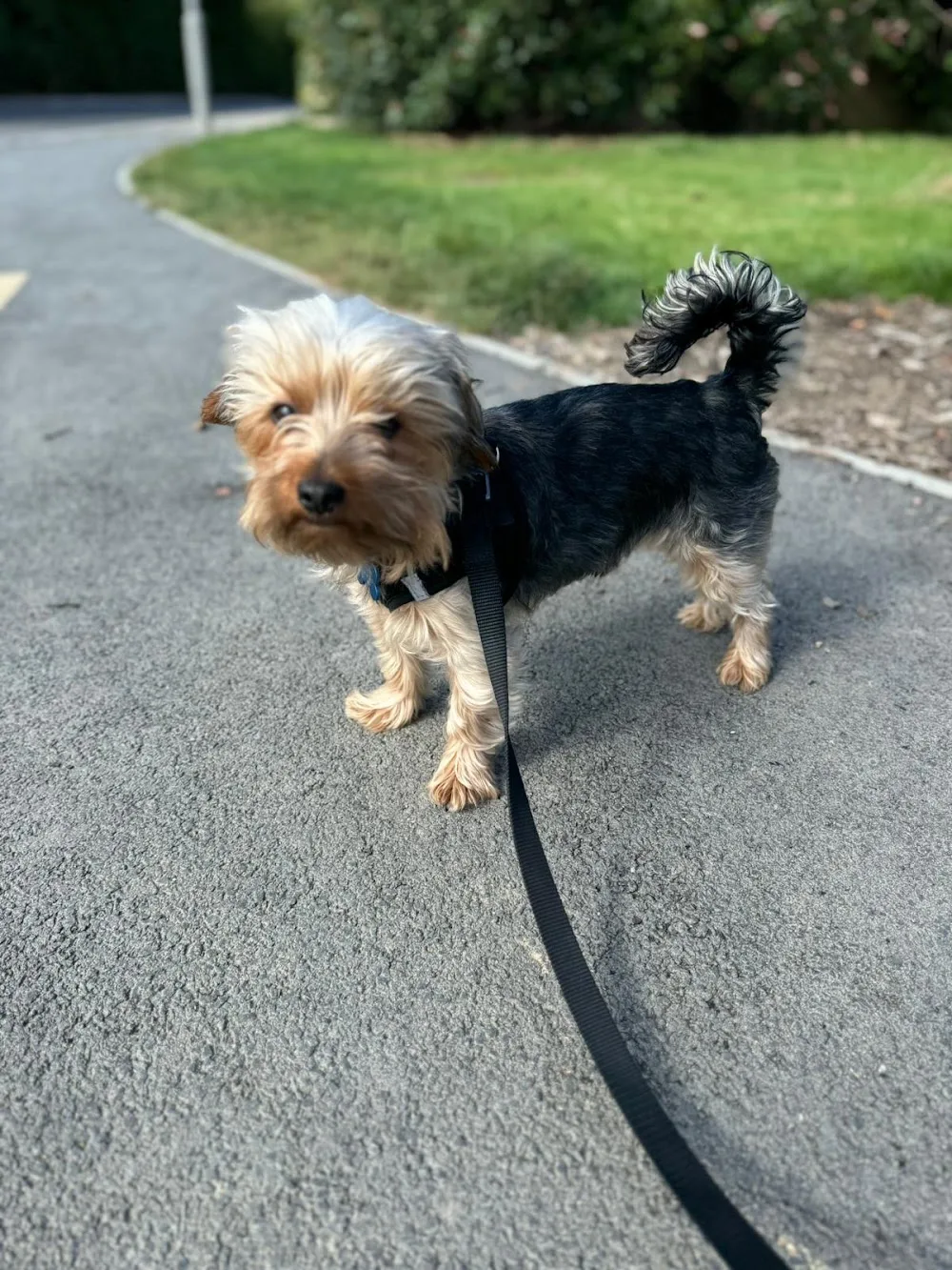 Muddy Paws Dog Sitting and Boarding - Shaftesbury - Dorset pet otel görseli 3