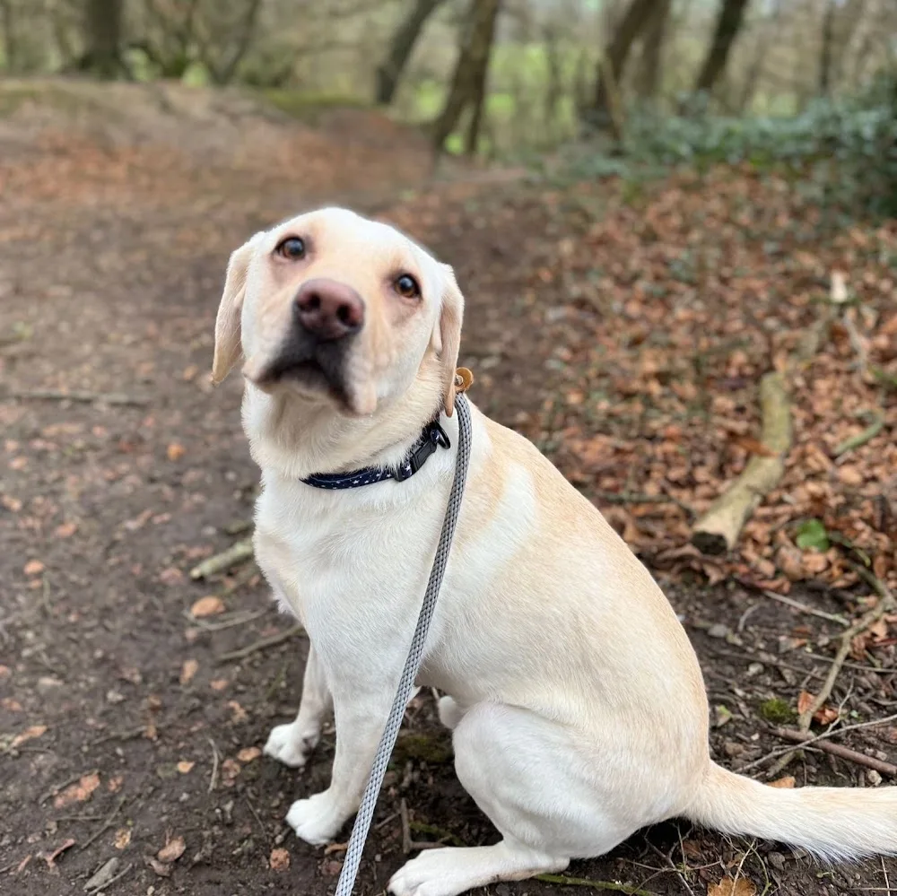 Muddy Paws Dog Sitting and Boarding - Shaftesbury - Dorset pet otel görseli 4