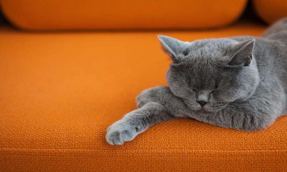 Purrfect Boarding Cattery - Dorset pet otel görseli 2