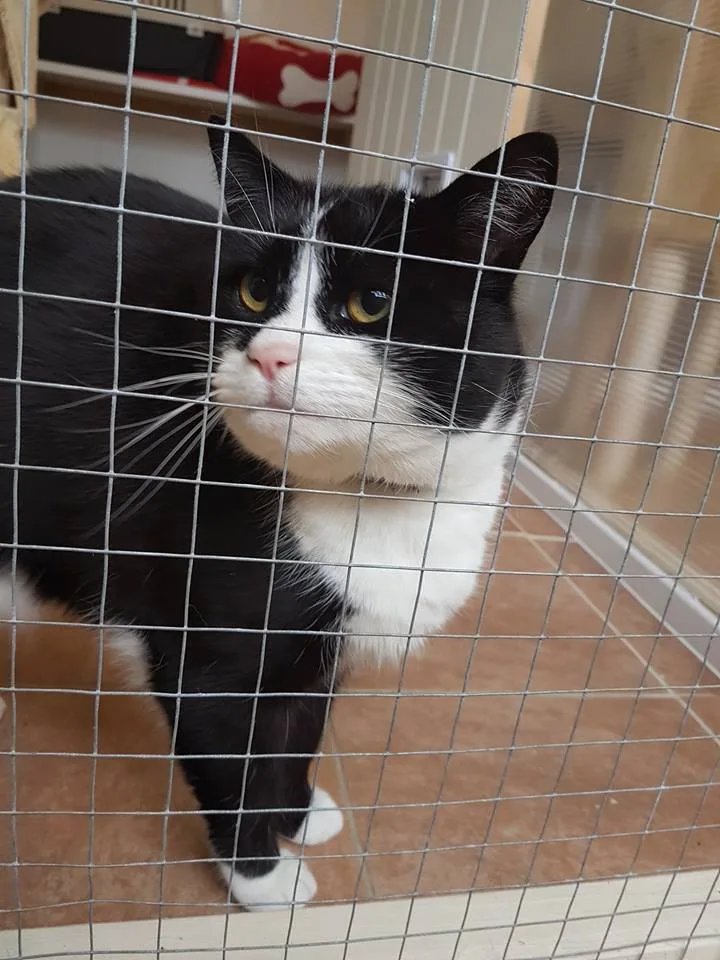 Purrfect Boarding Cattery - Dorset pet otel görseli 3
