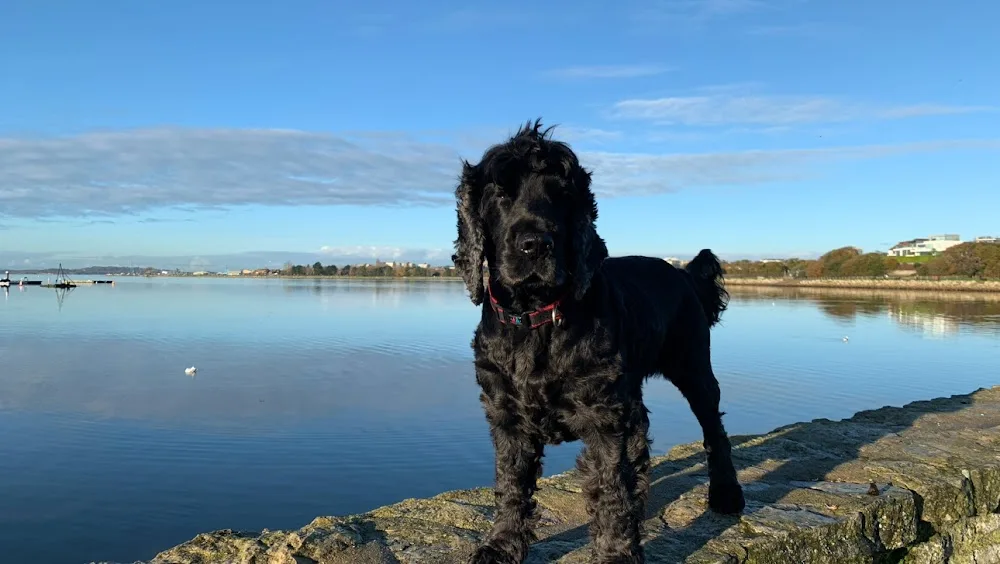 Sitter Pet Dog - Poole Dog Boarding - Dorset pet otel görseli 2