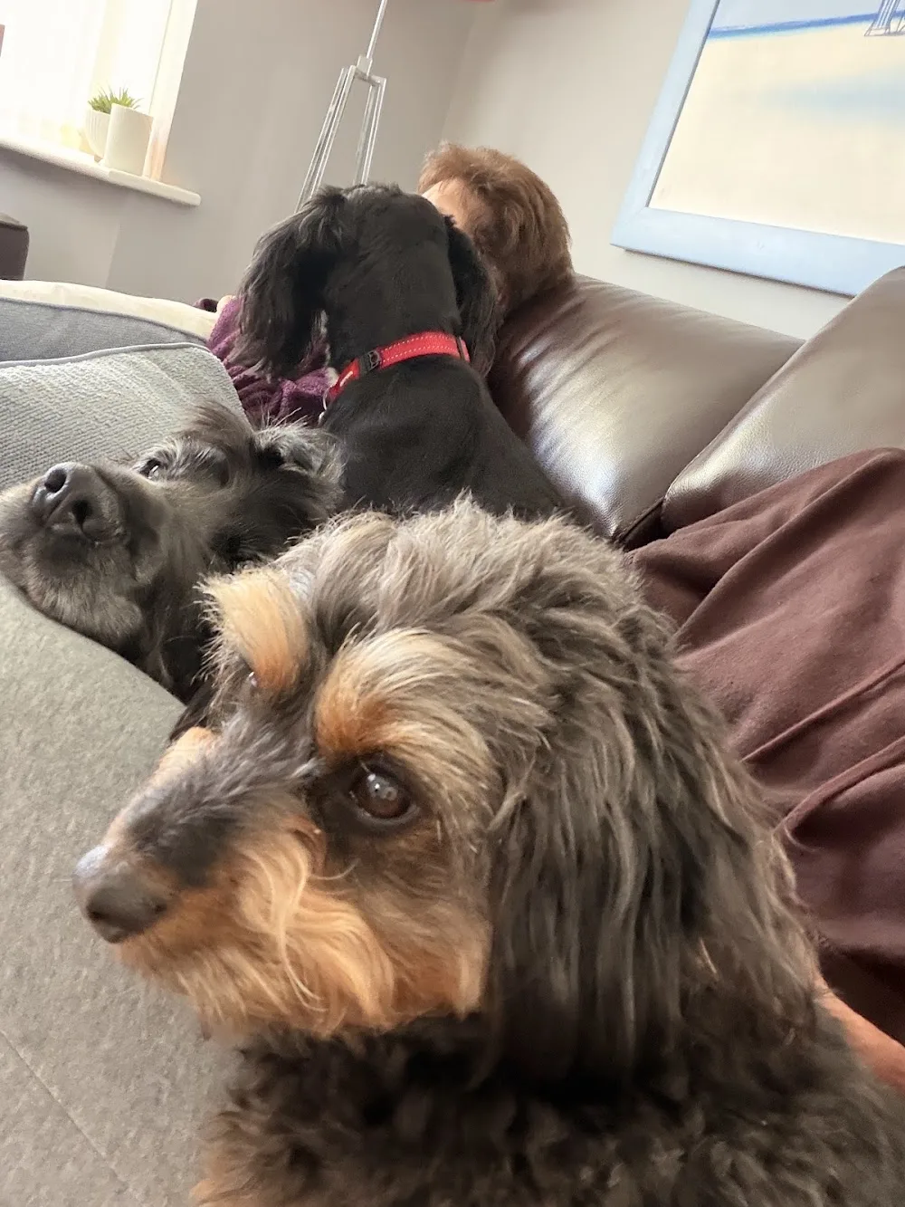 Sitter Pet Dog - Poole Dog Boarding - Dorset pet otel görseli 3