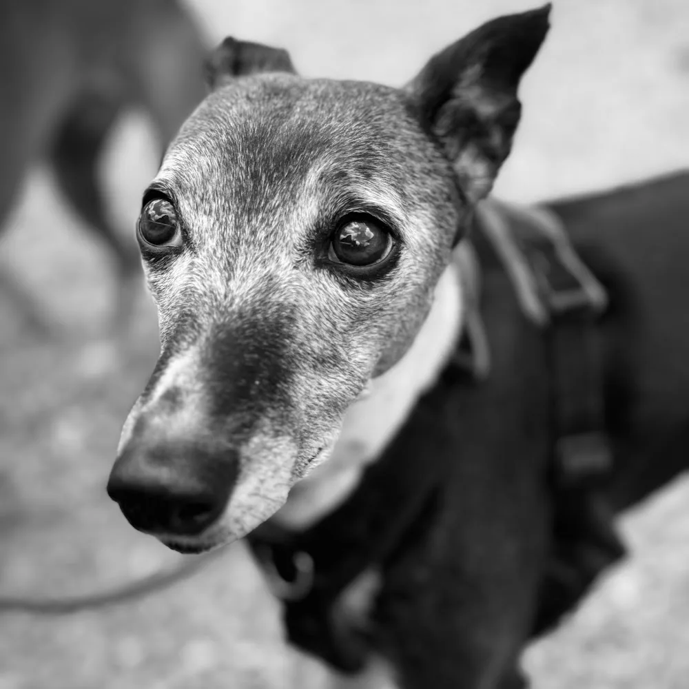 The Dog House Hotel Dorset - Dorset pet otel görseli 2