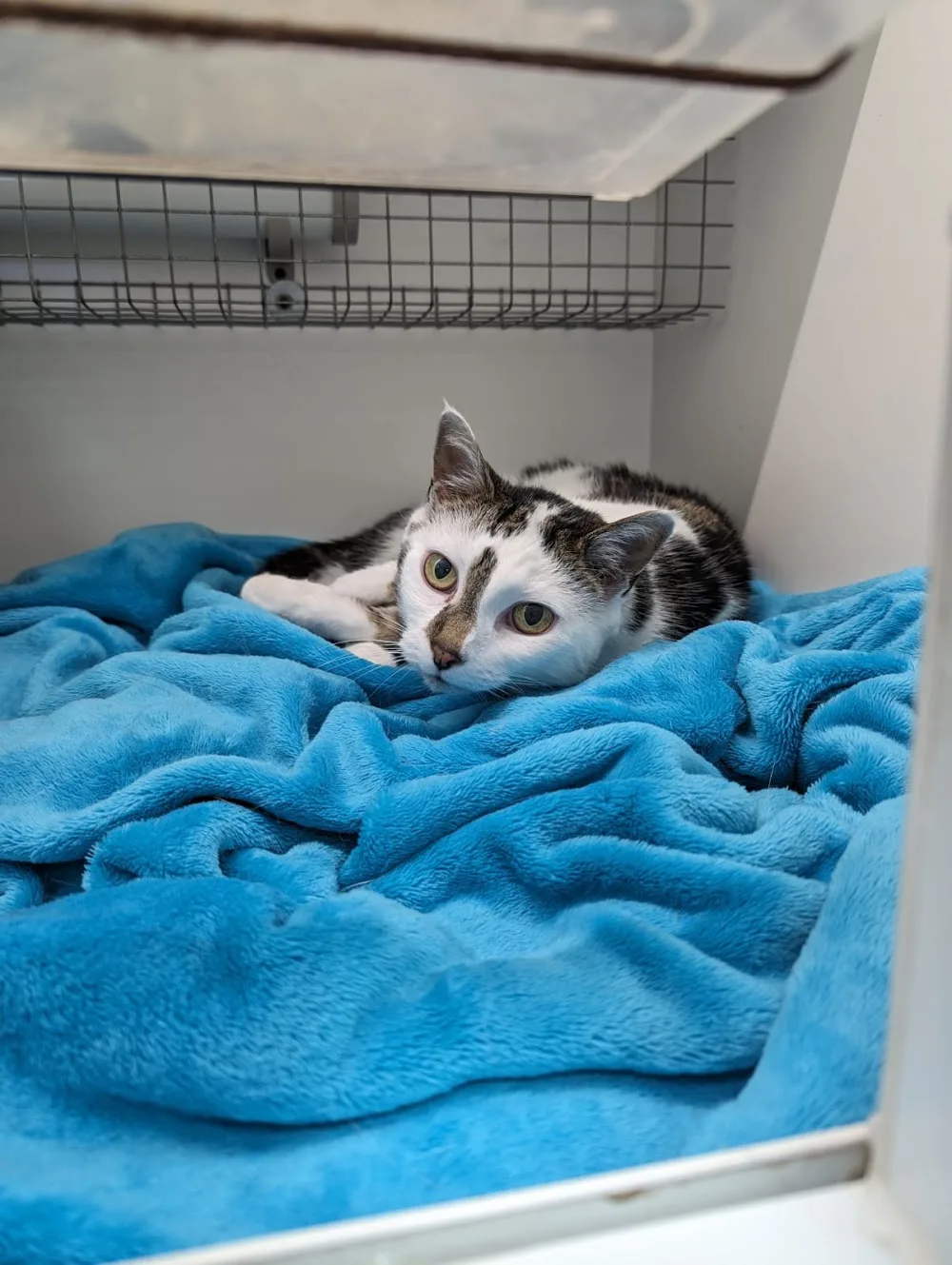 The Dorset Cattery - Dorset pet otel
