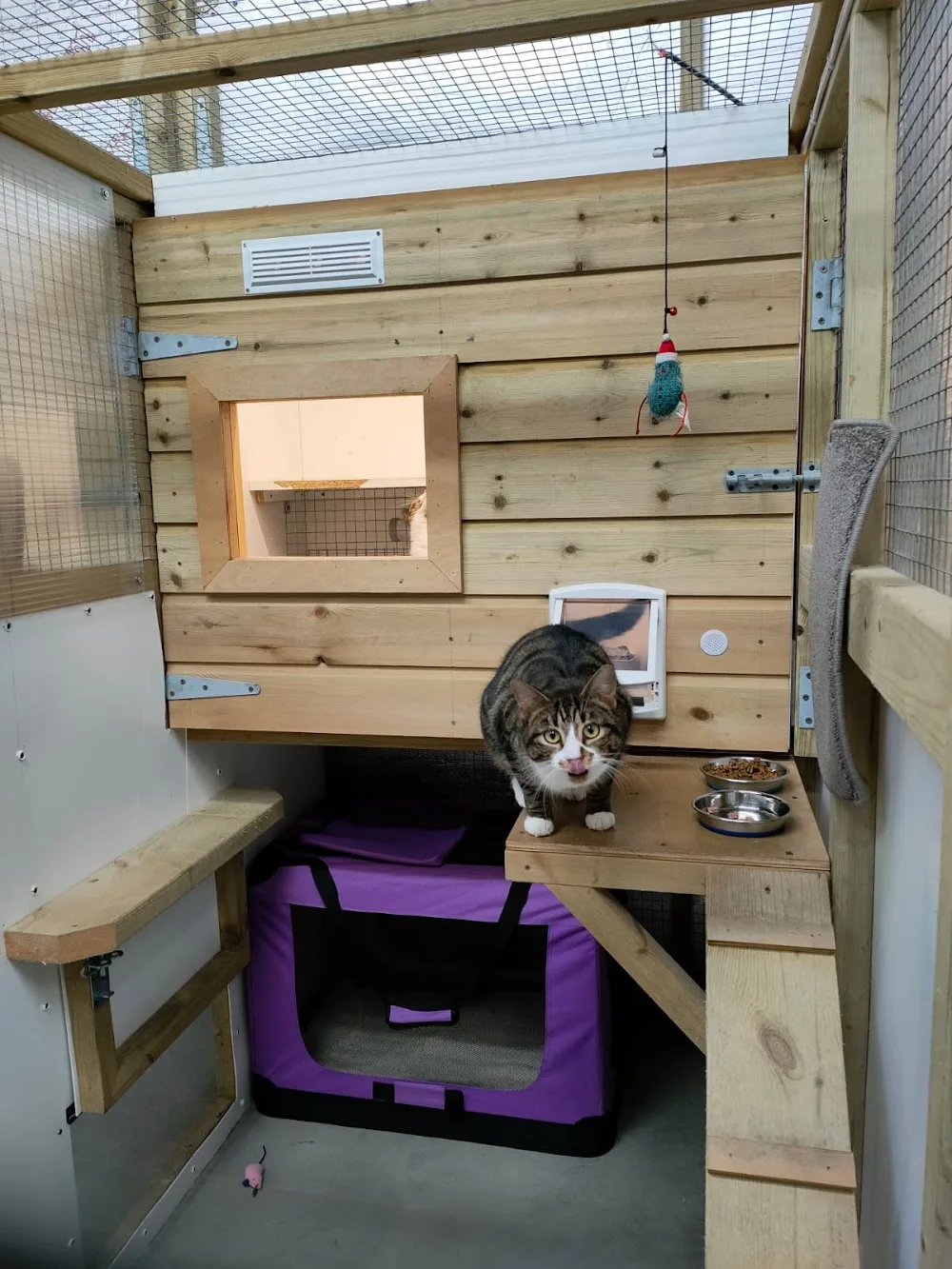The Dorset Cattery - Dorset pet otel görseli 3