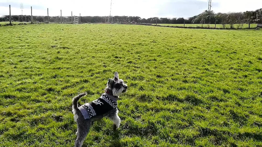 Valentines Kennels - Dorset pet otel