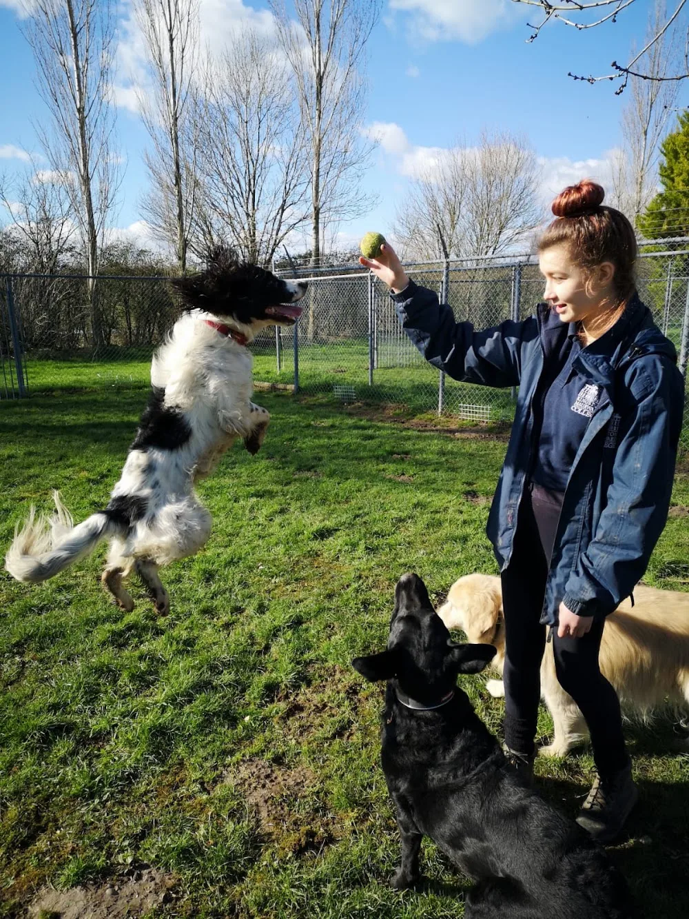 West Burton Kennels - Dorset pet otel görseli 3