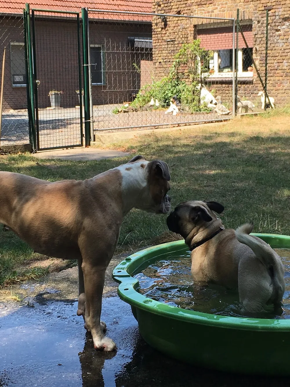 Have a Nice Day - Dorsten pet otel