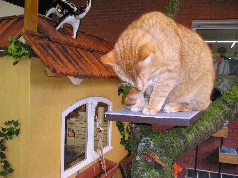 Heikes Katzenhotel - Dorsten pet otel