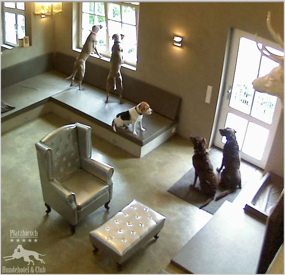 Hundehotel Platzhirsch - Essen - Dorsten pet otel görseli 3