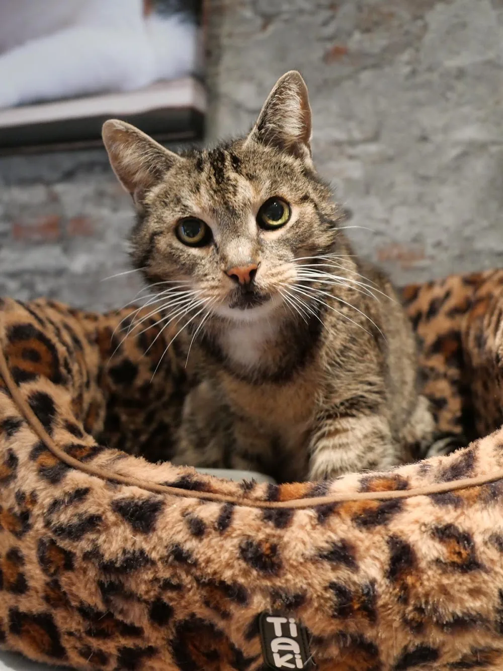 Katzenpension Catrocka Oberhausen - Dorsten pet otel görseli 3