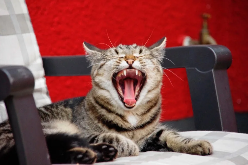 Katzenpension Catrocka Oberhausen - Dorsten pet otel görseli 6