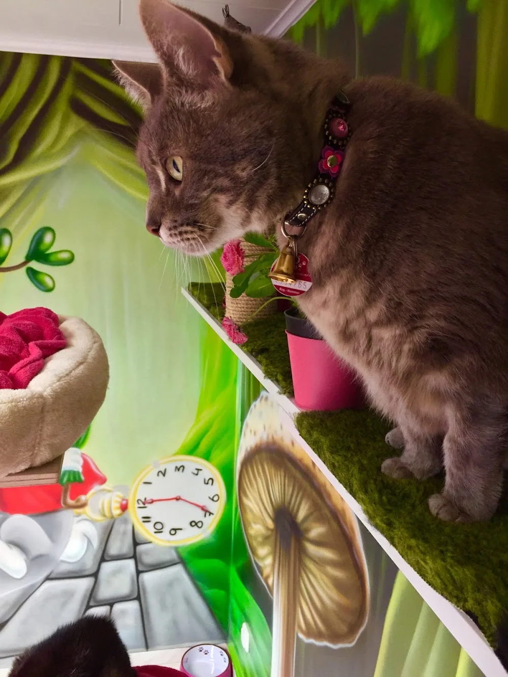 Katzenpension "Grinsekatze" - Dorsten pet otel görseli 2