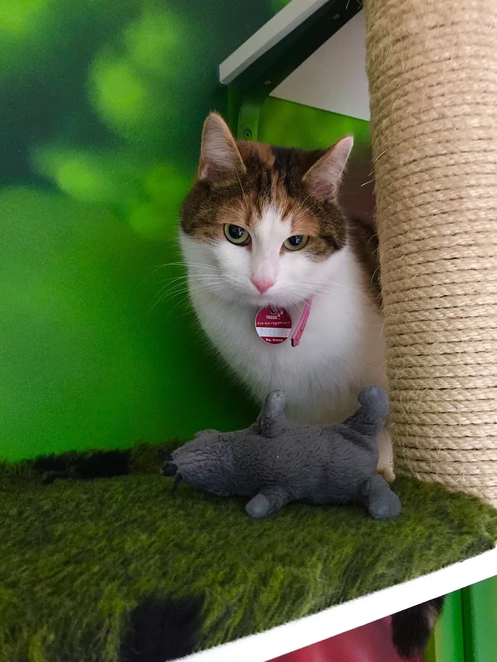 Katzenpension "Grinsekatze" - Dorsten pet otel görseli 3