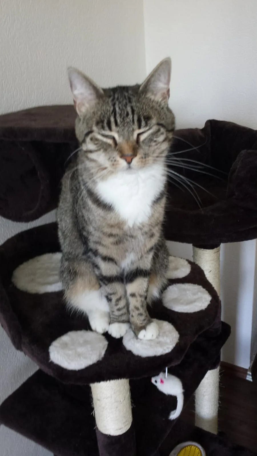 Katzenpension Stary - Dorsten pet otel