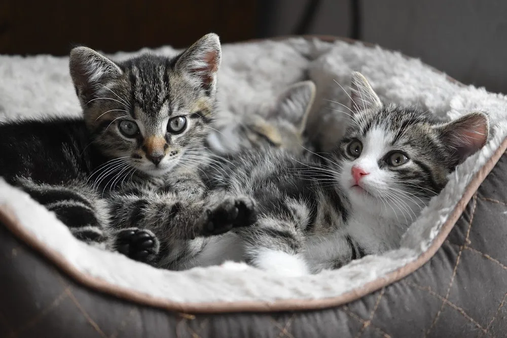 Katzensitter in Bottrop - suchen, finden + werden! Tier- u. Katzenbetreuung - Dorsten pet otel