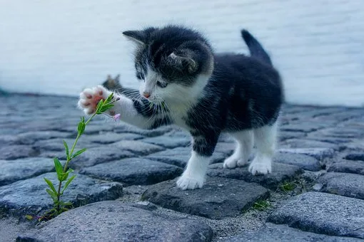 Katzensitter in Bottrop - suchen, finden + werden! Tier- u. Katzenbetreuung - Dorsten pet otel görseli 3